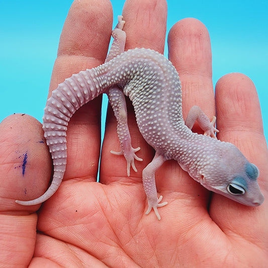 Unsexed Afghanicus Blizzard possible Mack Snow 100% Het Diablo Blanco