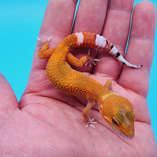 Unsexed Super Hypo Mandarin Inferno Eclipse 100% Het Tremper Albino