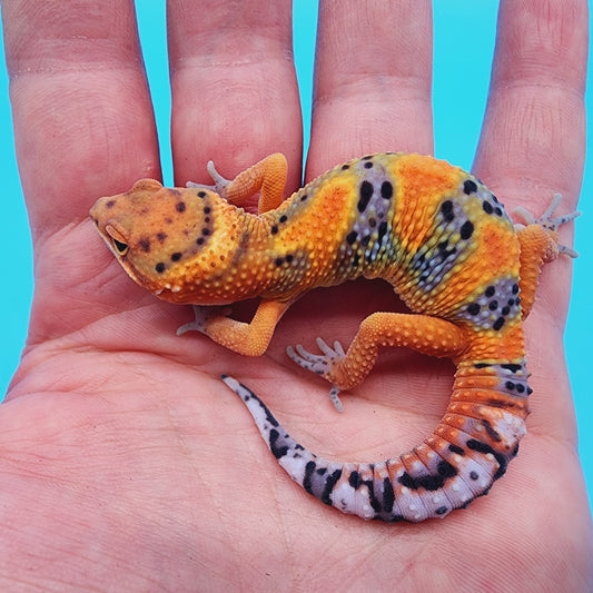 Unsexed Fire Mandarin Inferno Jungle Bold (*MUCH nicer in person!*)