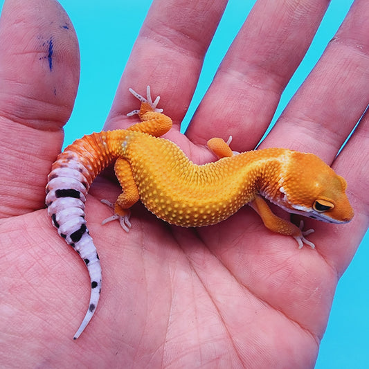 Unsexed Mandarin Inferno Hyper Xanthic Bold