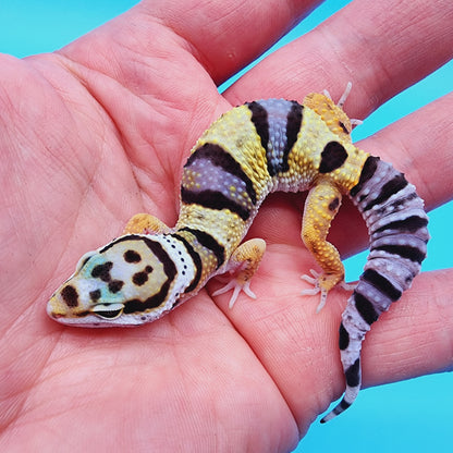 Unsexed Bumblebee Bandit possible W&Y