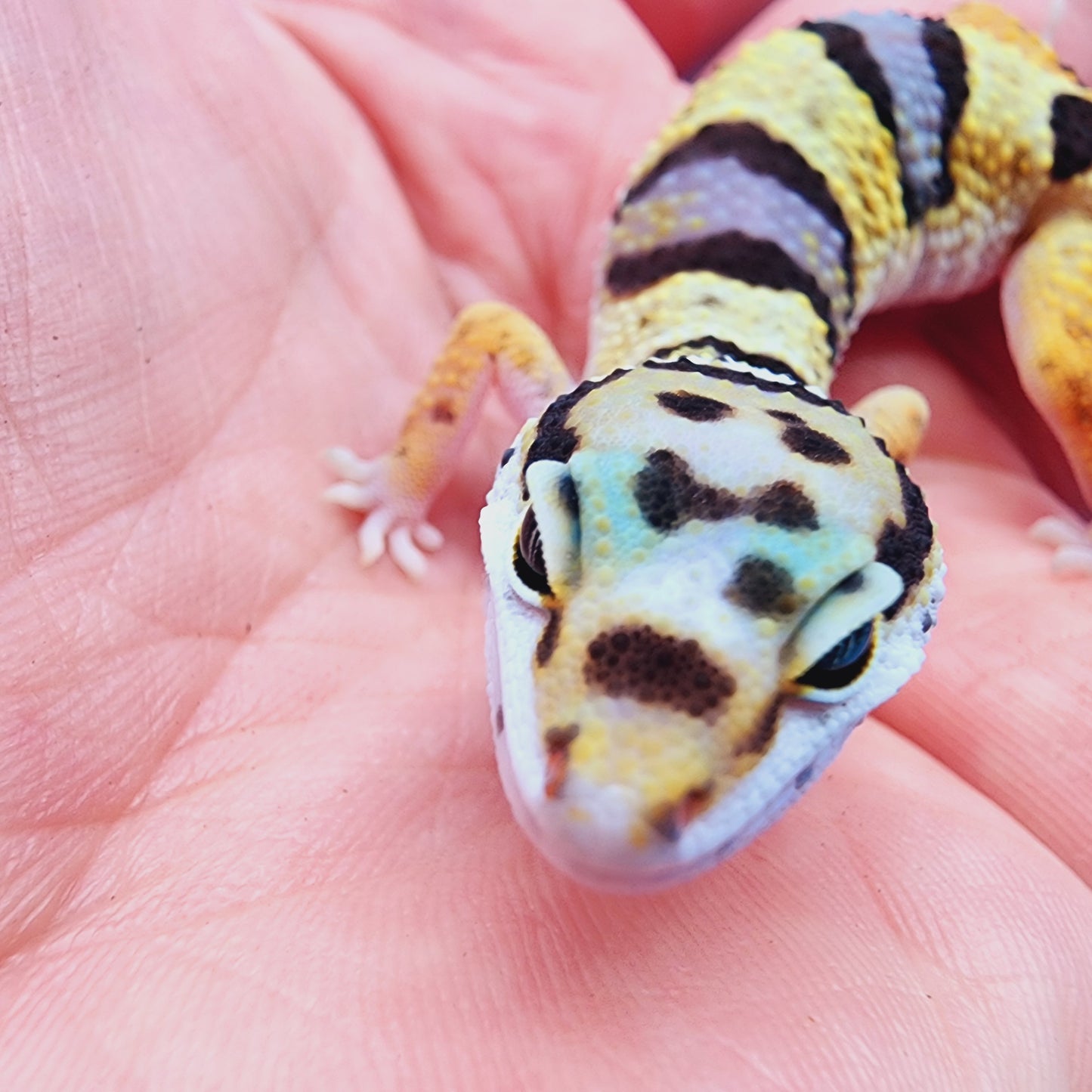 Unsexed Bumblebee Bandit possible W&Y