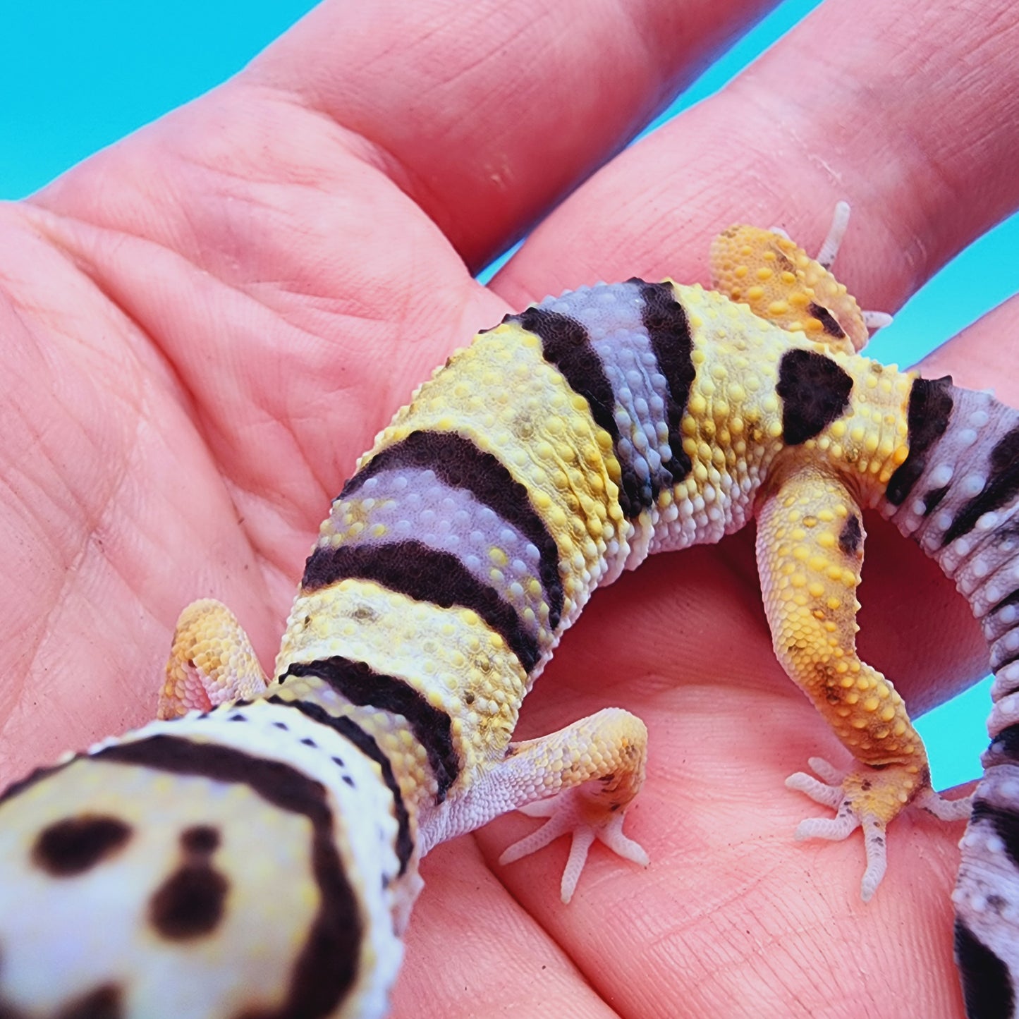 Unsexed Bumblebee Bandit possible W&Y