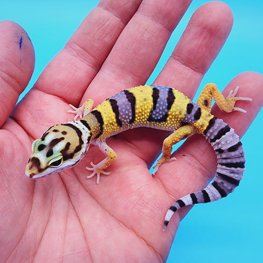 Unsexed Bumblebee Bandit possible W&Y