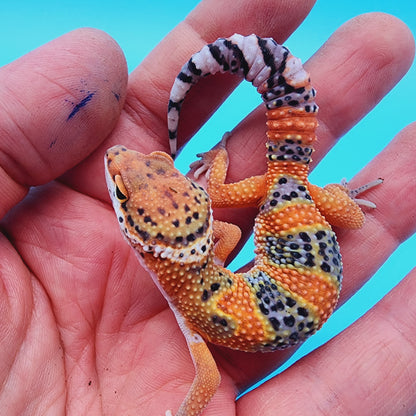 Unsexed Mandarin Inferno 100% Het Tremper Albino *MUCH nicer in person!*