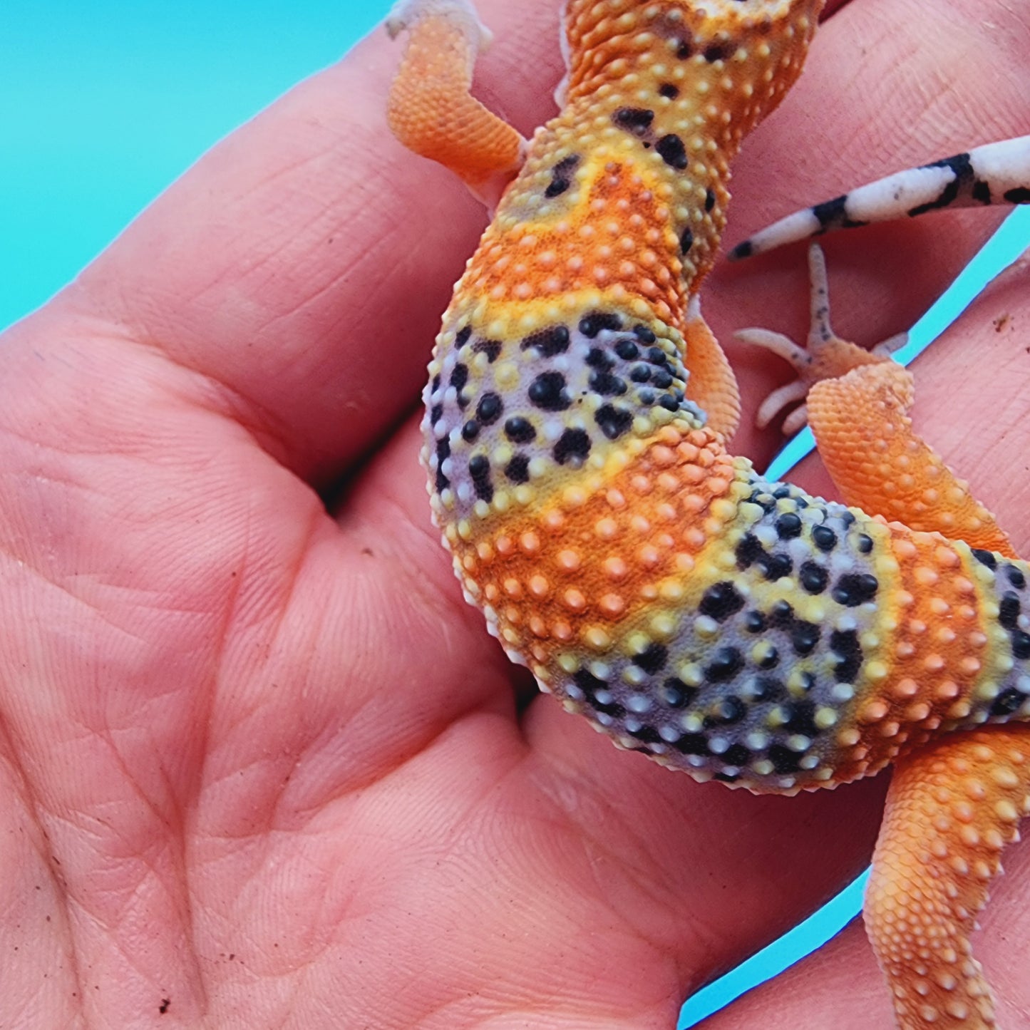 Unsexed Mandarin Inferno 100% Het Tremper Albino *MUCH nicer in person!*