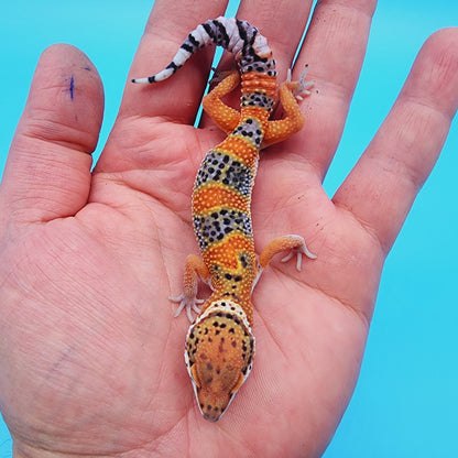 Unsexed Mandarin Inferno 100% Het Tremper Albino *MUCH nicer in person!*