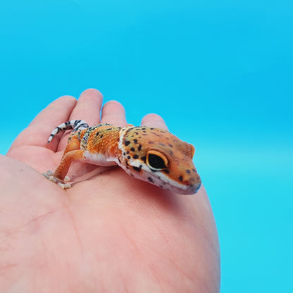 Unsexed Mandarin Inferno 100% Het Tremper Albino *MUCH nicer in person!*