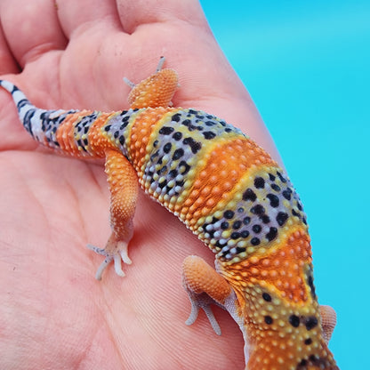 Unsexed Mandarin Inferno 100% Het Tremper Albino *MUCH nicer in person!*