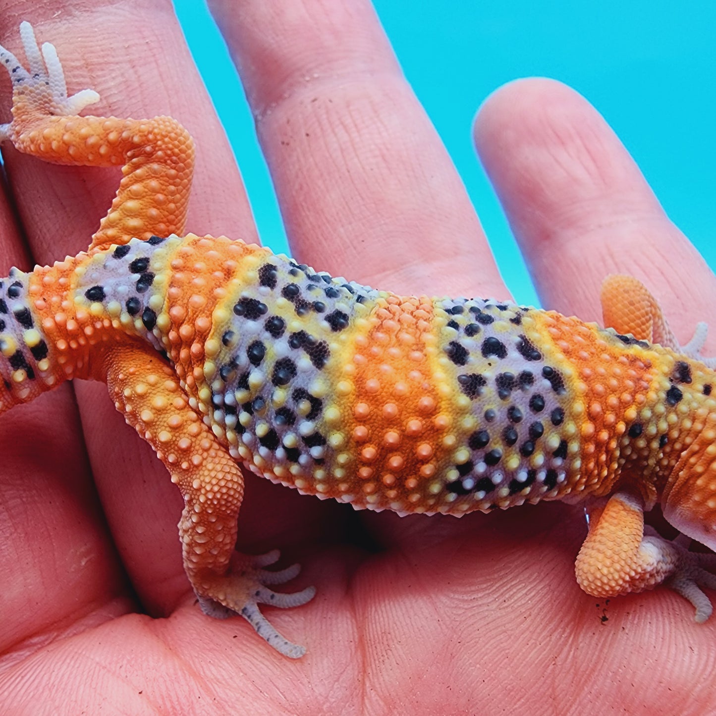 Unsexed Mandarin Inferno 100% Het Tremper Albino *MUCH nicer in person!*