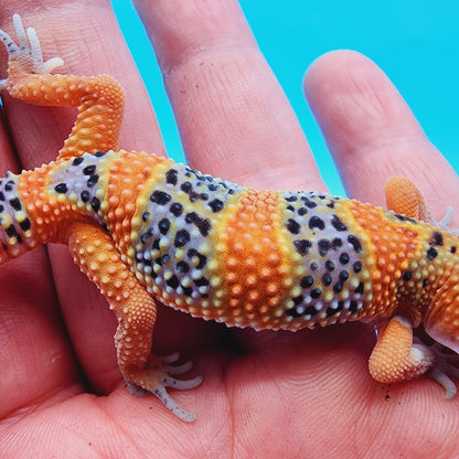 Unsexed Mandarin Inferno 100% Het Tremper Albino *MUCH nicer in person!*