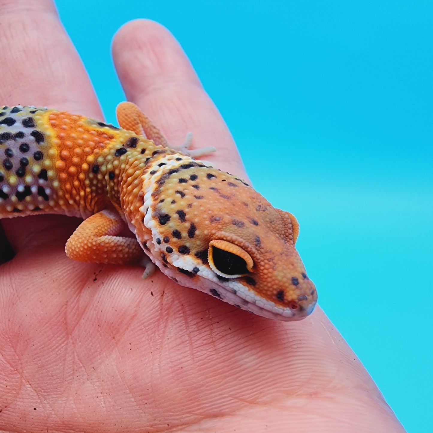 Unsexed Mandarin Inferno 100% Het Tremper Albino *MUCH nicer in person!*