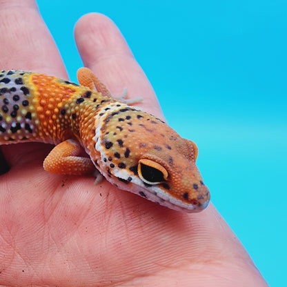 Unsexed Mandarin Inferno 100% Het Tremper Albino *MUCH nicer in person!*