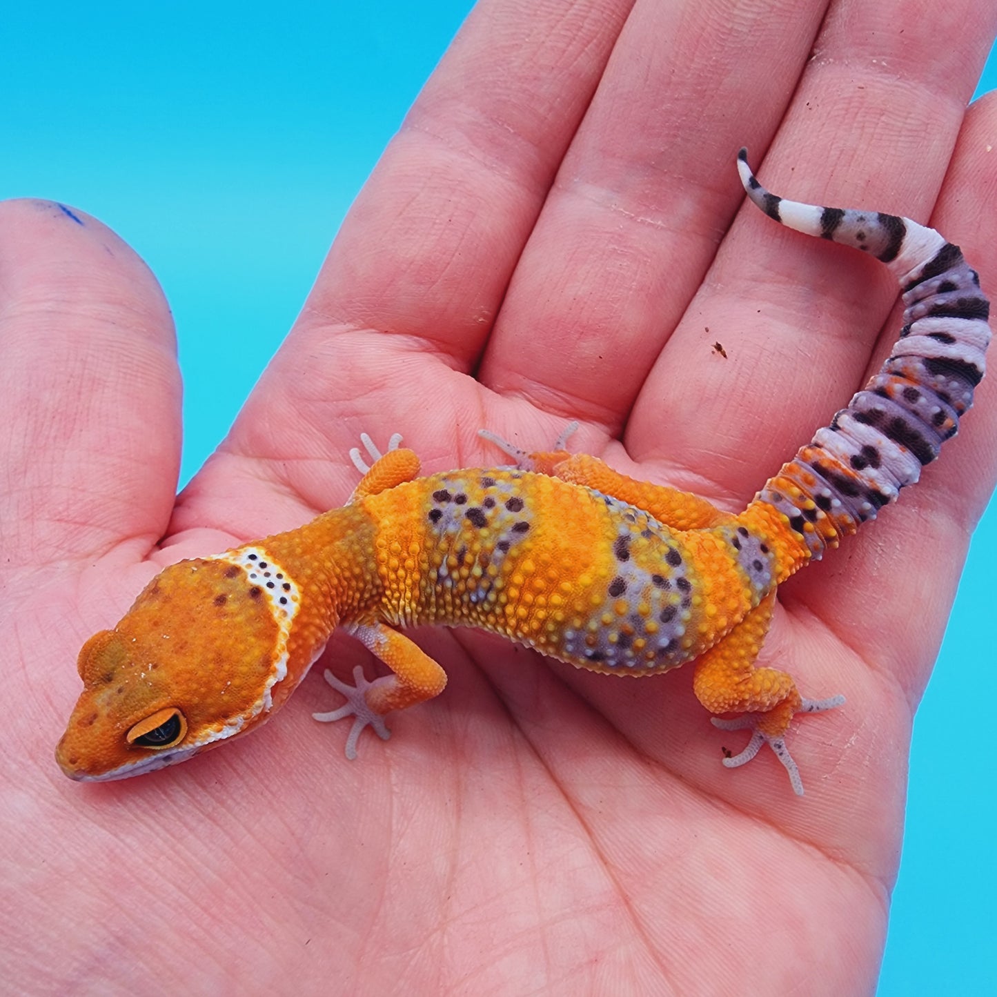Unsexed Mandarin Inferno 100% Het Tremper Albino *MUCH nicer in person!*