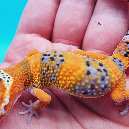 Unsexed Mandarin Inferno 100% Het Tremper Albino *MUCH nicer in person!*