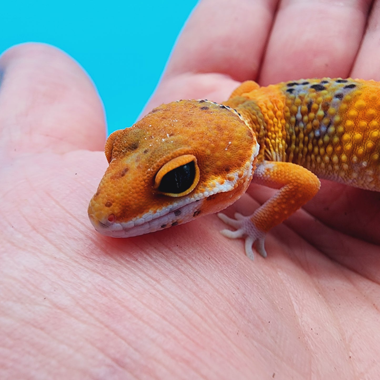 Unsexed Mandarin Inferno 100% Het Tremper Albino *MUCH nicer in person!*