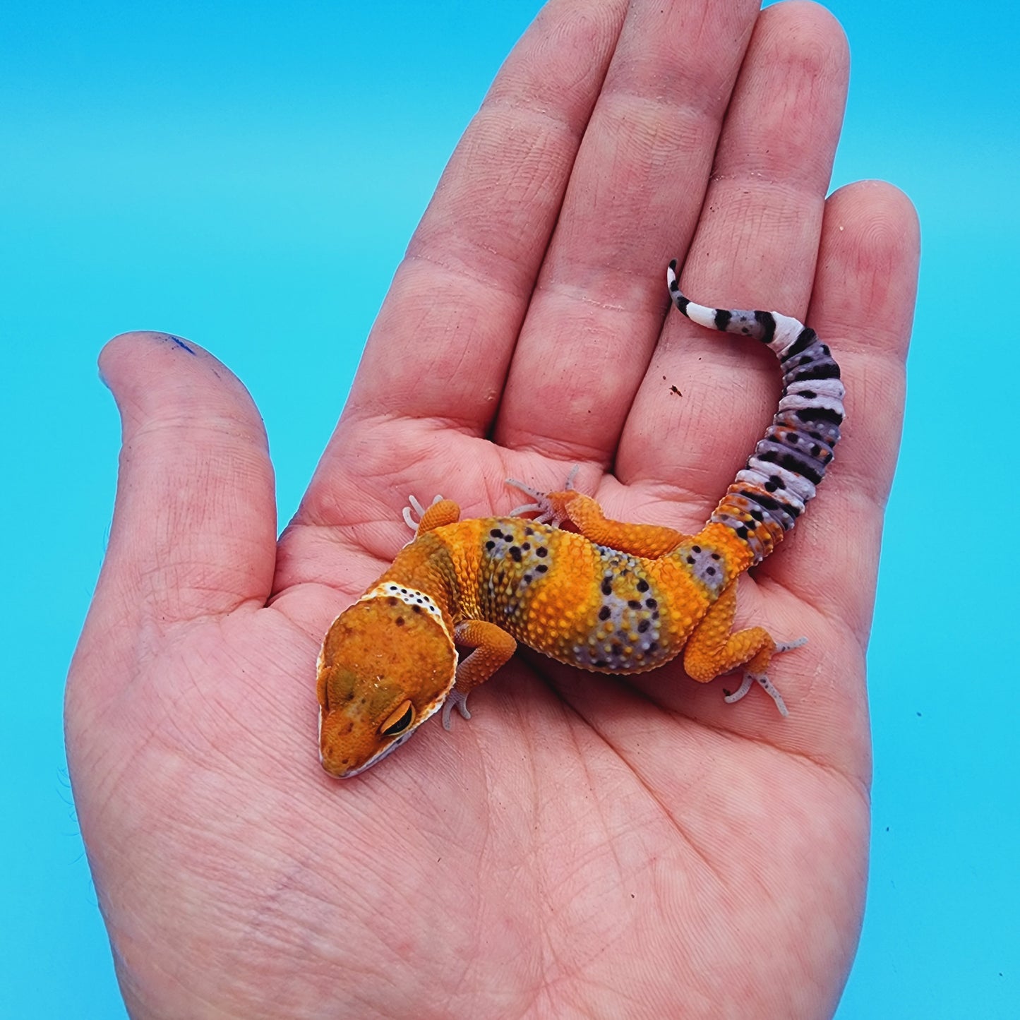 Unsexed Mandarin Inferno 100% Het Tremper Albino *MUCH nicer in person!*