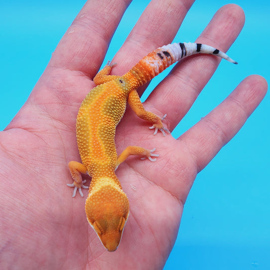 Unsexed Mandarin Inferno Hyper Xanthic Bold