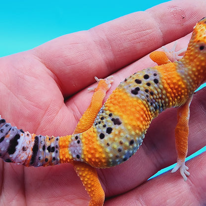 Unsexed Mandarin Inferno 100% Het Tremper Albino *MUCH nicer in person!*