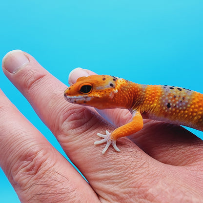 Unsexed Mandarin Inferno 100% Het Tremper Albino *MUCH nicer in person!*