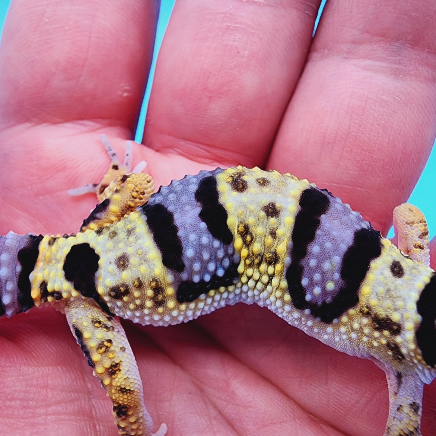 Unsexed Bumble Bee Bandit