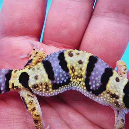 Unsexed Bumble Bee Bandit