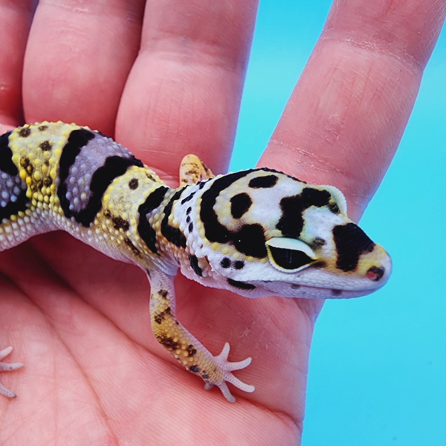 Unsexed Bumble Bee Bandit