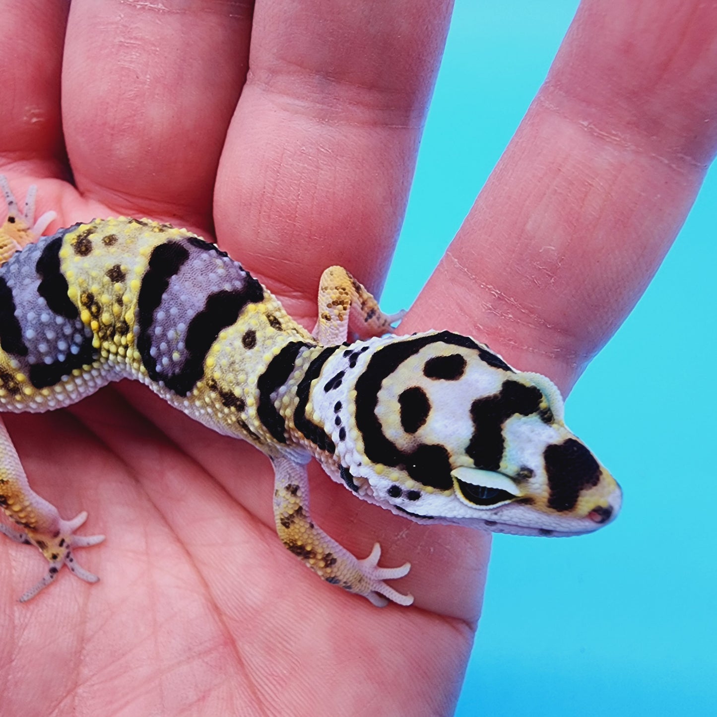 Unsexed Bumble Bee Bandit