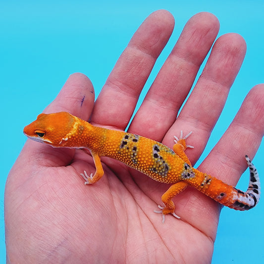 Unsexed Mandarin Inferno 100% Het Eclipse *MUCH nicer in person!*