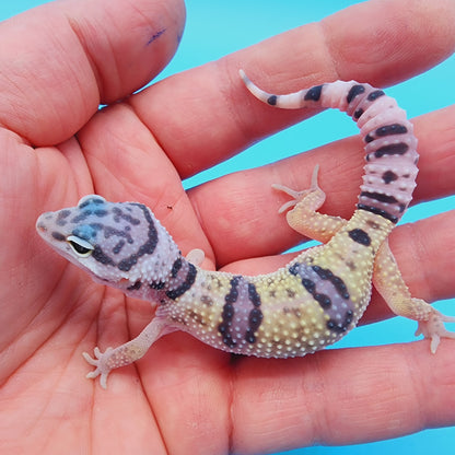 Male Hyper Xanthic Bold Fasciolatus Turcmenicus