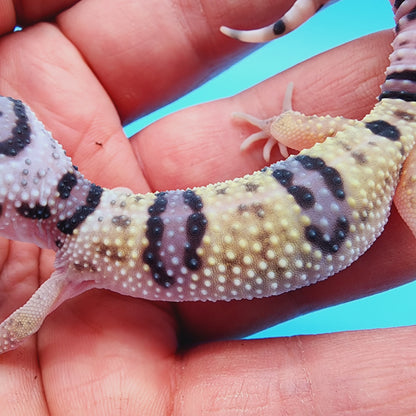 Male Hyper Xanthic Bold Fasciolatus Turcmenicus