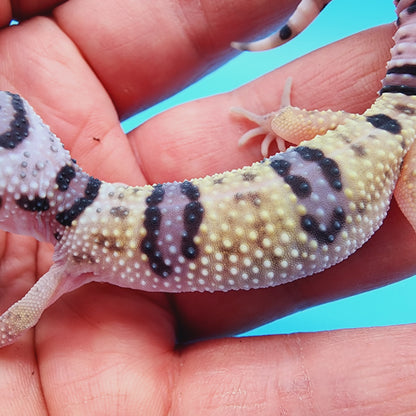 Male Hyper Xanthic Bold Fasciolatus Turcmenicus