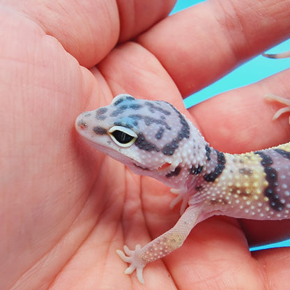 Male Hyper Xanthic Bold Fasciolatus Turcmenicus