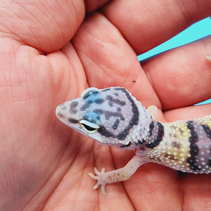 Male Hyper Xanthic Bold Fasciolatus Turcmenicus