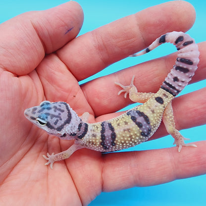 Male Hyper Xanthic Bold Fasciolatus Turcmenicus