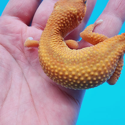 Female Mandarin Inferno Reverse Stripe 100% het Tremper Albino (regen tail)