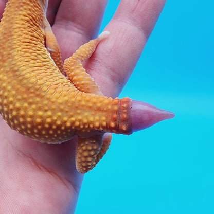Female Mandarin Inferno Reverse Stripe 100% het Tremper Albino (regen tail)