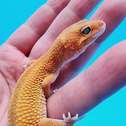 Female Mandarin Inferno Reverse Stripe 100% het Tremper Albino (regen tail)