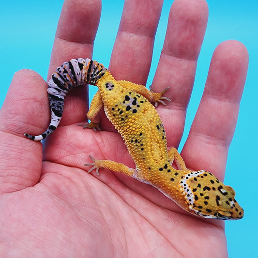 Unsexed Tangerine Tornado Afghanicus Cross possible Mack Snow