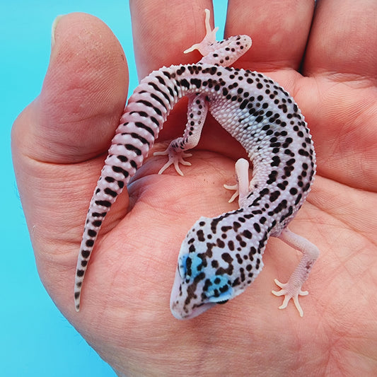 Unsexed Mr. FREEZE Super Snow