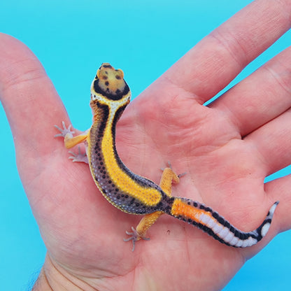 Unsexed Firebold TBS 100% het Tremper Albino Halloween Mask Bandit