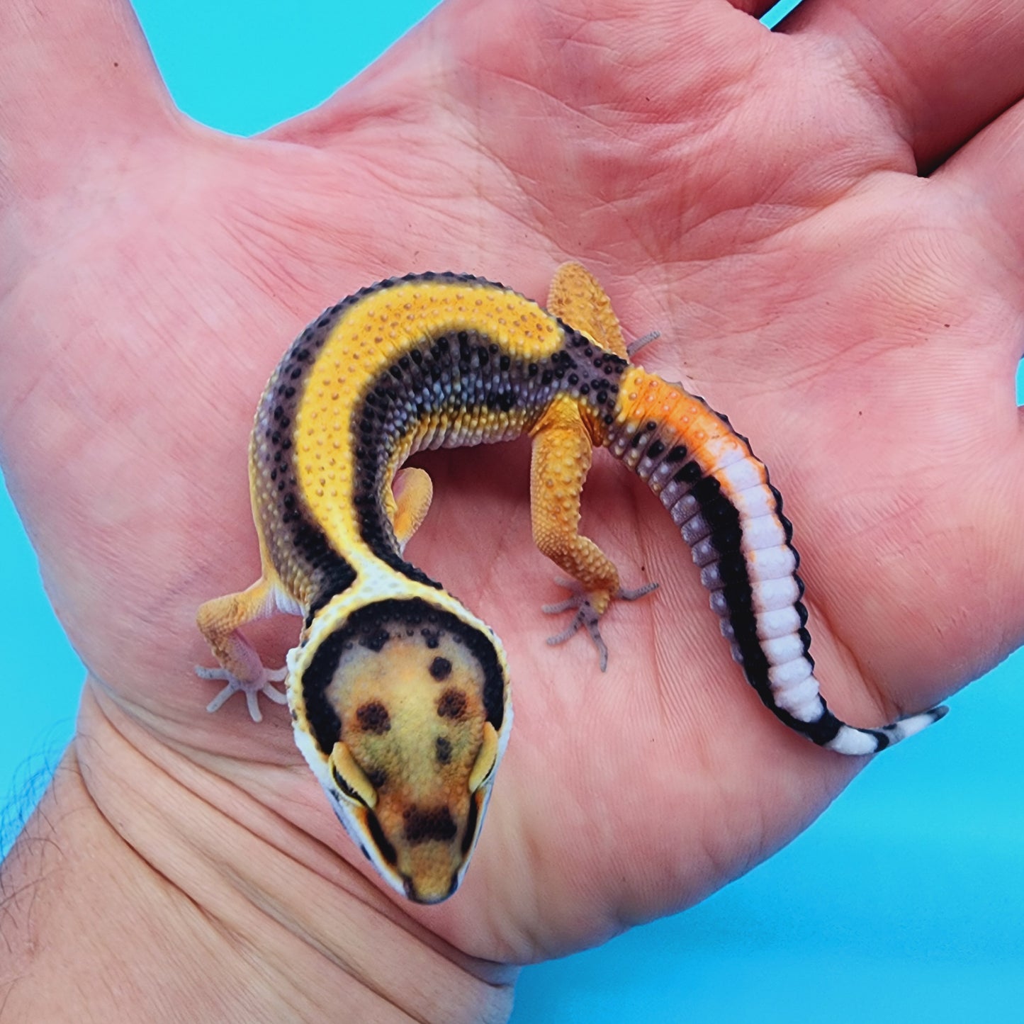 Unsexed Firebold TBS 100% het Tremper Albino Halloween Mask Bandit