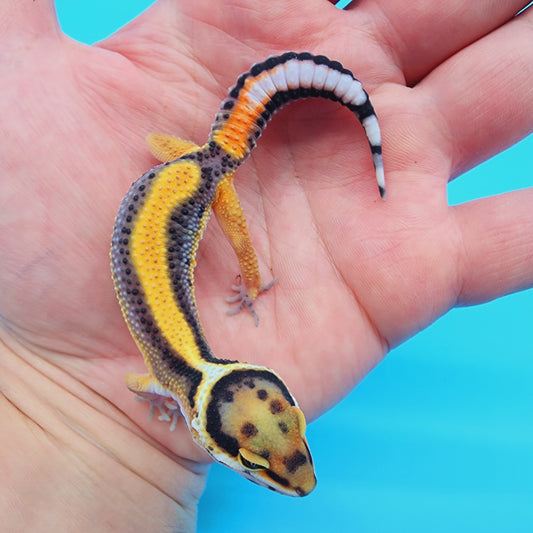 Unsexed Firebold TBS 100% het Tremper Albino Halloween Mask Bandit