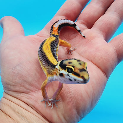 Unsexed Firebold TBS 100% het Tremper Albino Halloween Mask Bandit