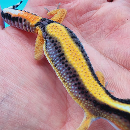 Unsexed Firebold TBS 100% het Tremper Albino Halloween Mask Bandit