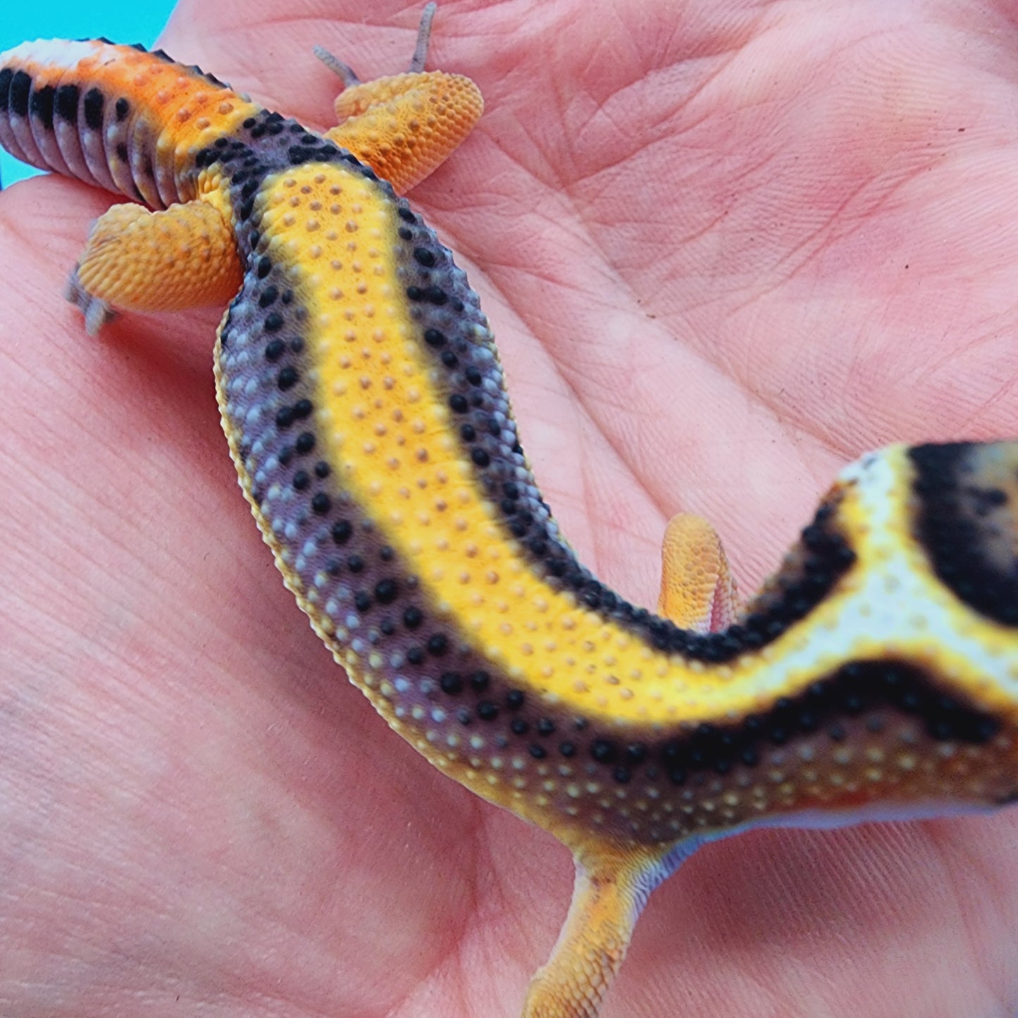 Unsexed Firebold TBS 100% het Tremper Albino Halloween Mask Bandit