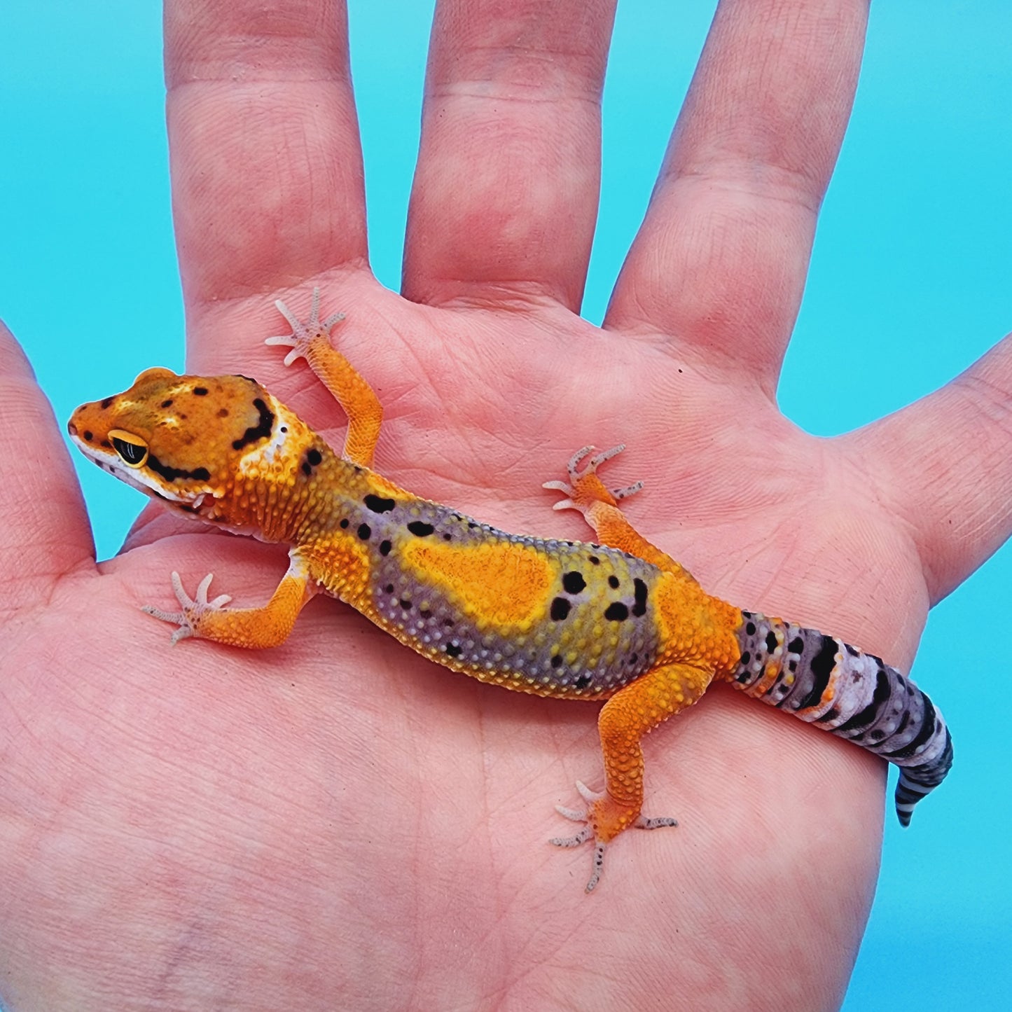 Unsexed Mandarin Bold Jungle