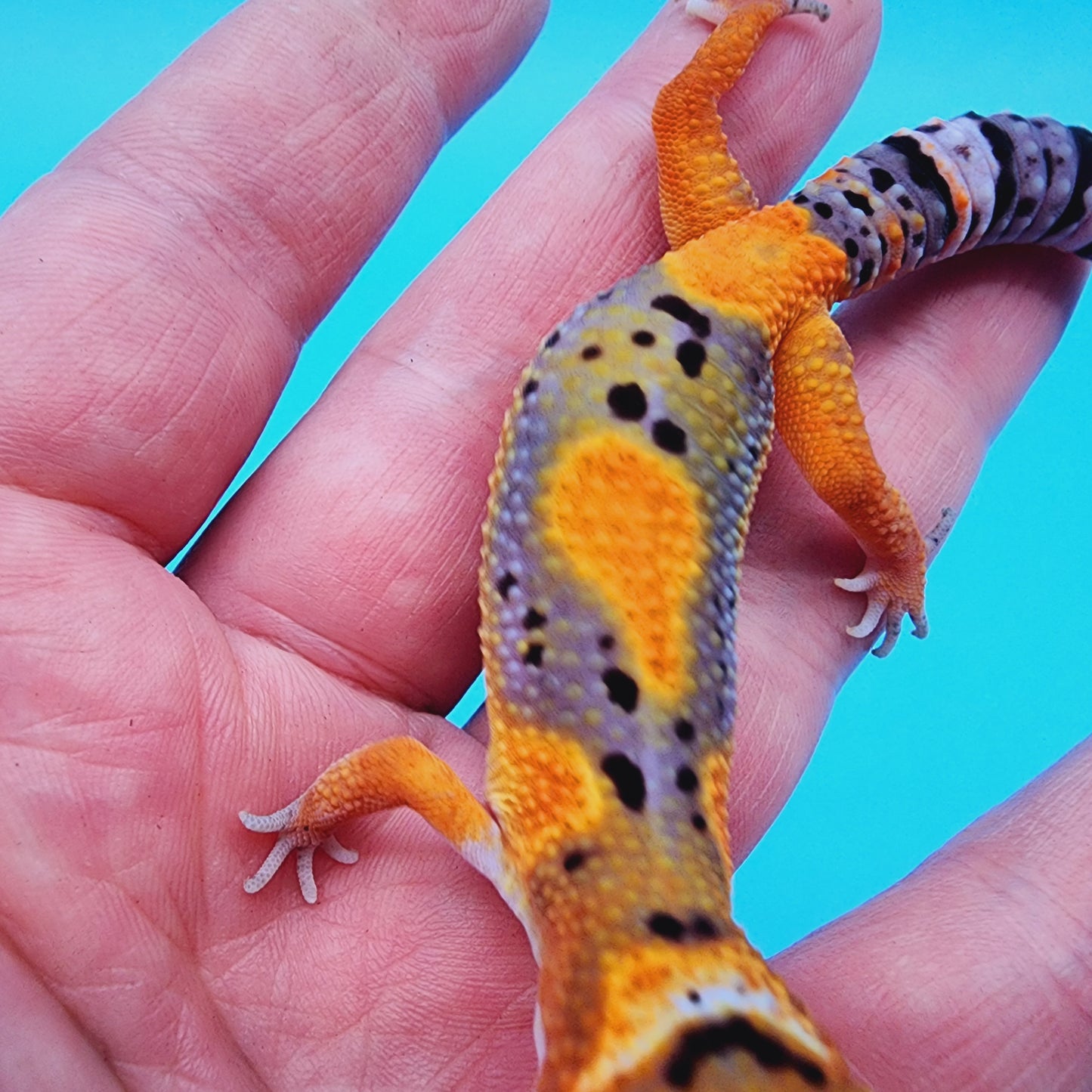 Unsexed Mandarin Bold Jungle