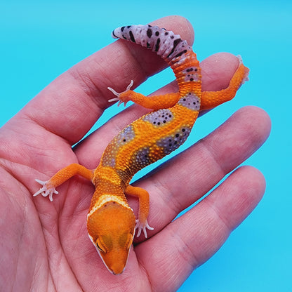 Unsexed Mandarin Bold Jungle Red Stripe