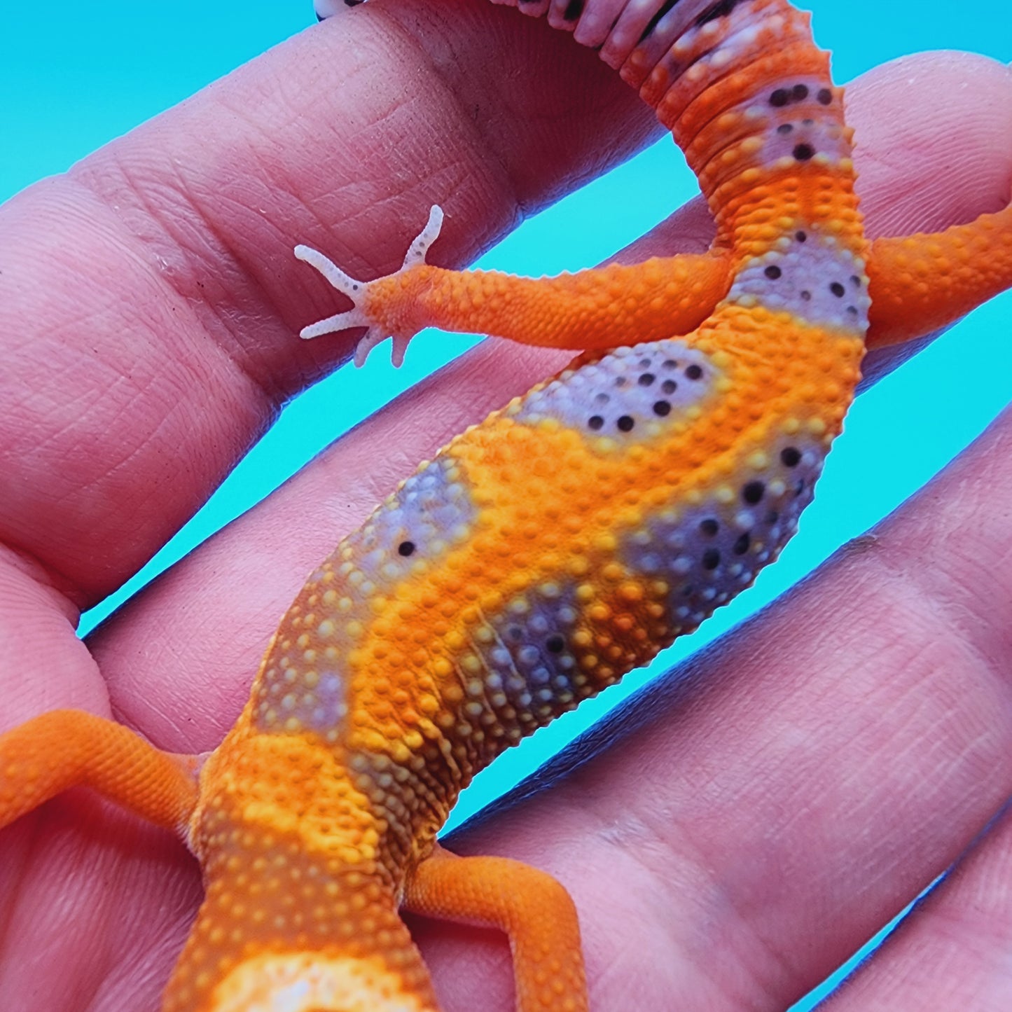 Unsexed Mandarin Bold Jungle Red Stripe